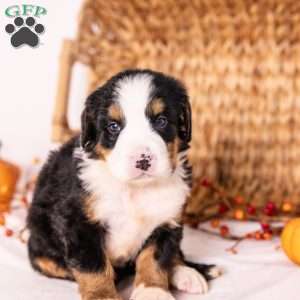 Ria, Bernese Mountain Dog Puppy